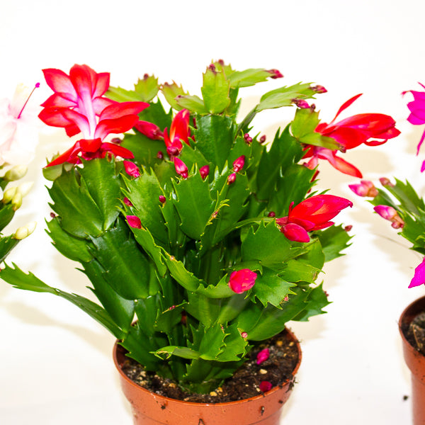 Schlumbergera Flame mixed 12cm H24cm