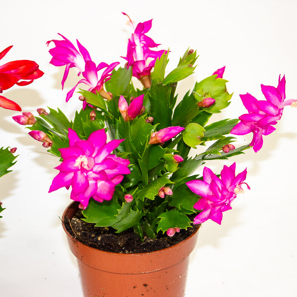 Schlumbergera Flame mixed 12cm H24cm