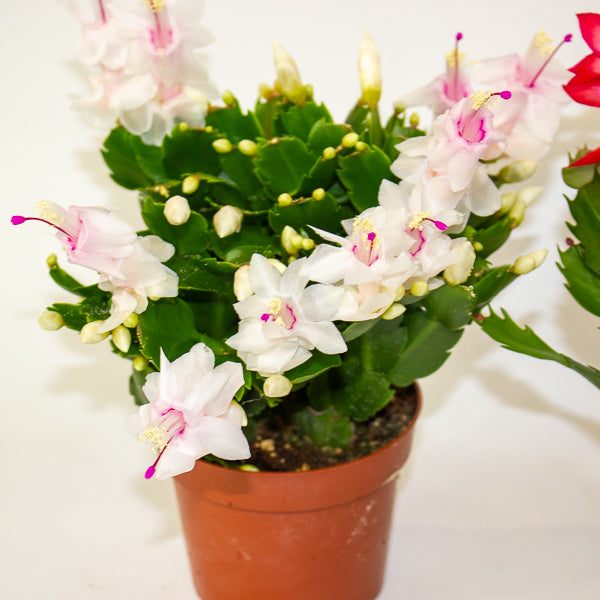 Schlumbergera Flame mixed 12cm H24cm