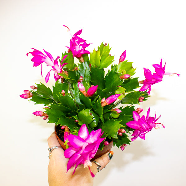 Schlumbergera Flame mixed 12cm H24cm