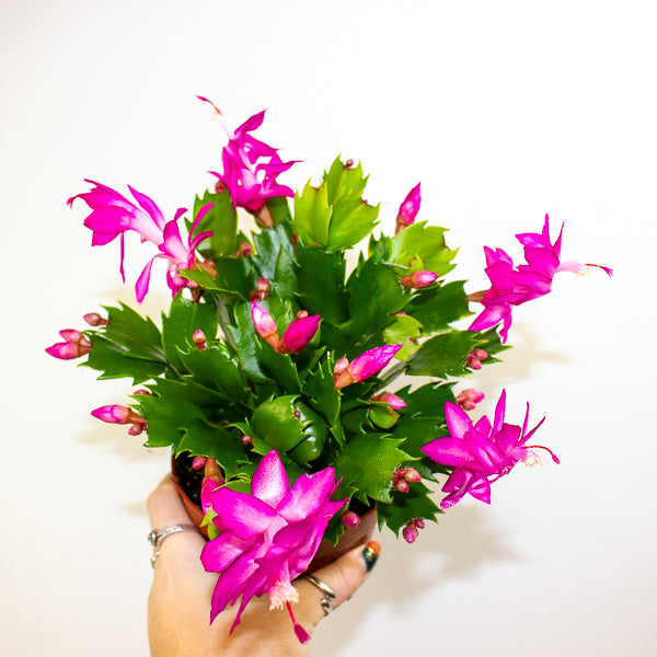 Schlumbergera Flame mixed 12cm H24cm