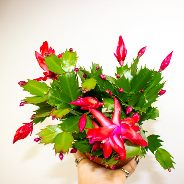 Schlumbergera Flame mixed 12cm H24cm