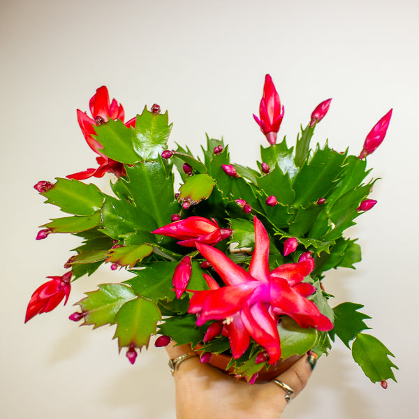 Schlumbergera Flame mixed 12cm H24cm