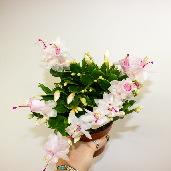 Schlumbergera Flame mixed 12cm H24cm