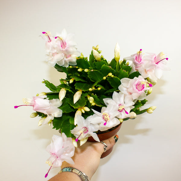 Schlumbergera Flame mixed 12cm H24cm