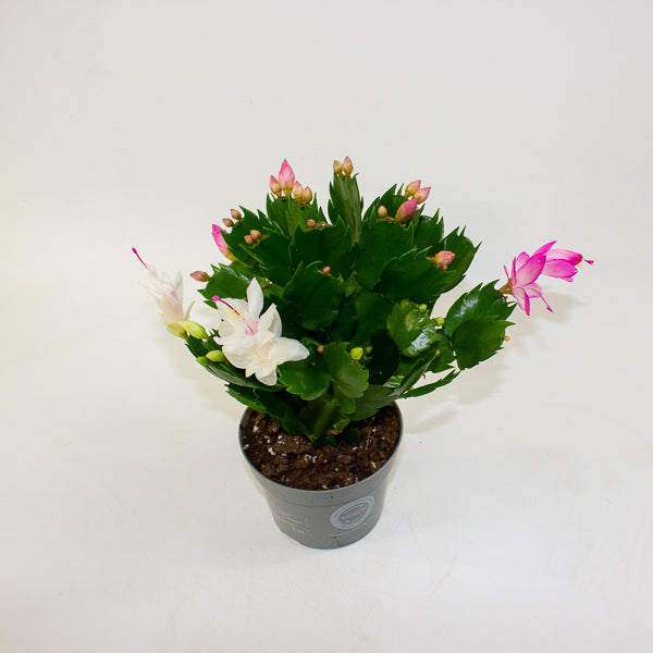 Schlumbergera mixed 13cm H25cm
