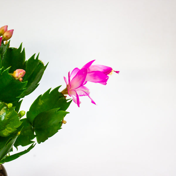 Schlumbergera mixed 13cm H25cm