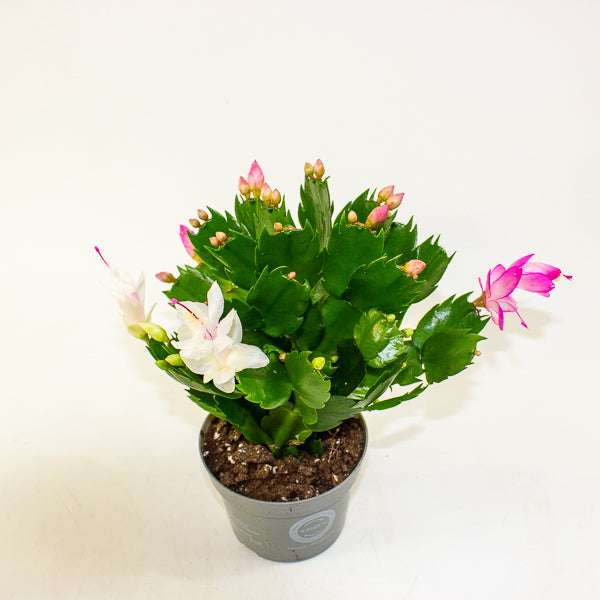 Schlumbergera mixed 13cm H25cm