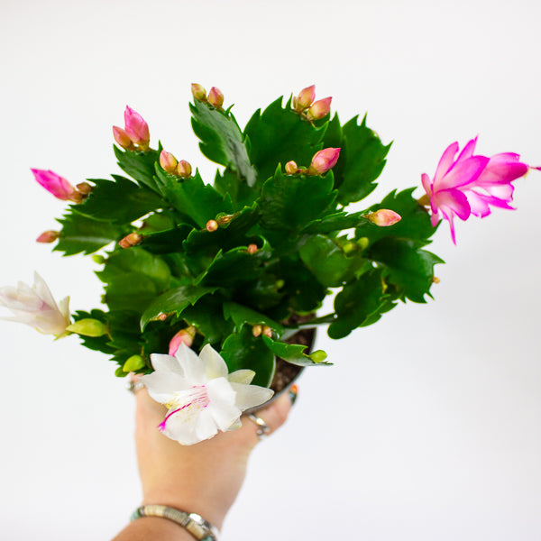 Schlumbergera mixed 13cm H25cm