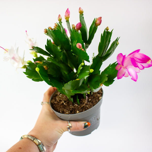 Schlumbergera mixed 13cm H25cm