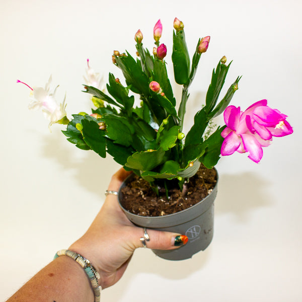 Schlumbergera mixed 13cm H25cm