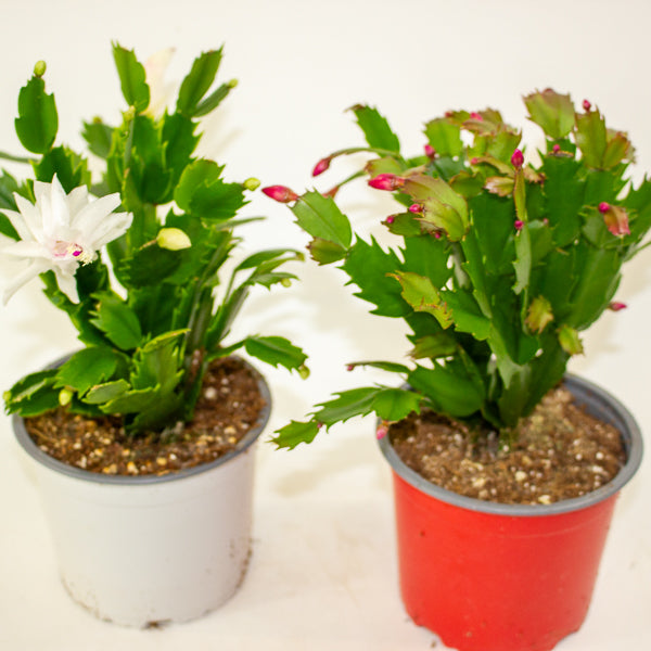 Schlumbergera gaertneri 12cm H28cm