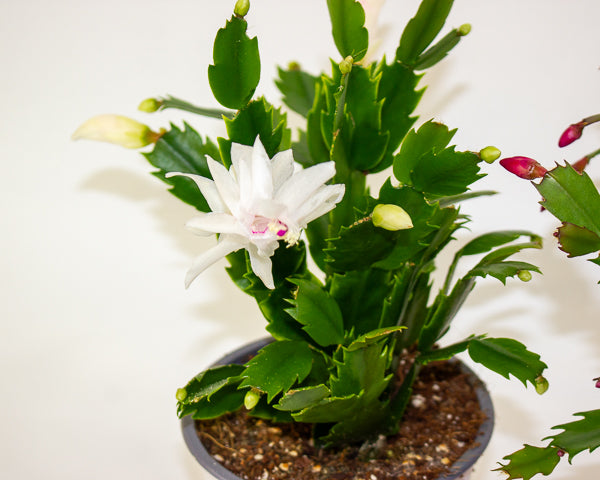 Schlumbergera gaertneri 12cm H28cm