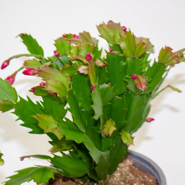 Schlumbergera gaertneri 12cm H28cm