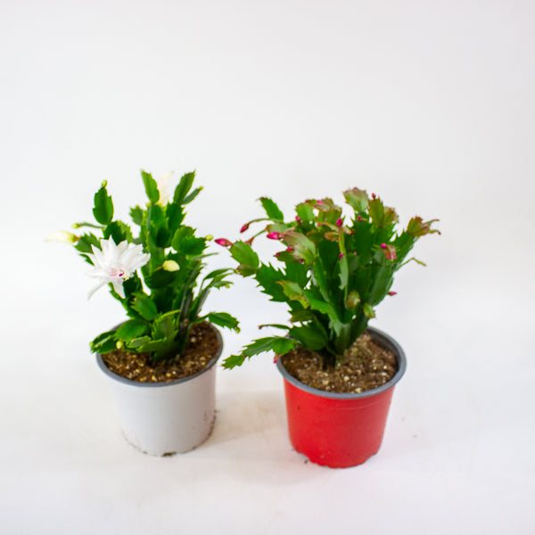 Schlumbergera gaertneri 12cm H28cm