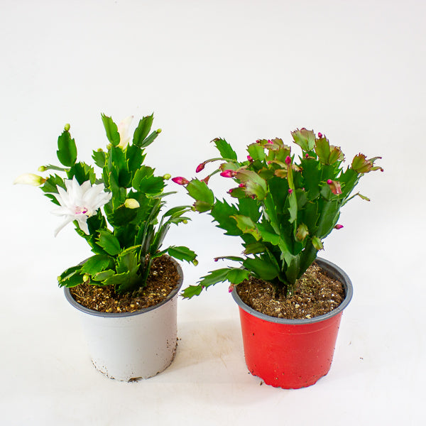Schlumbergera gaertneri 12cm H28cm