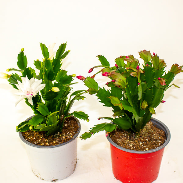 Schlumbergera gaertneri 12cm H28cm
