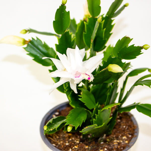 Schlumbergera gaertneri 12cm H28cm