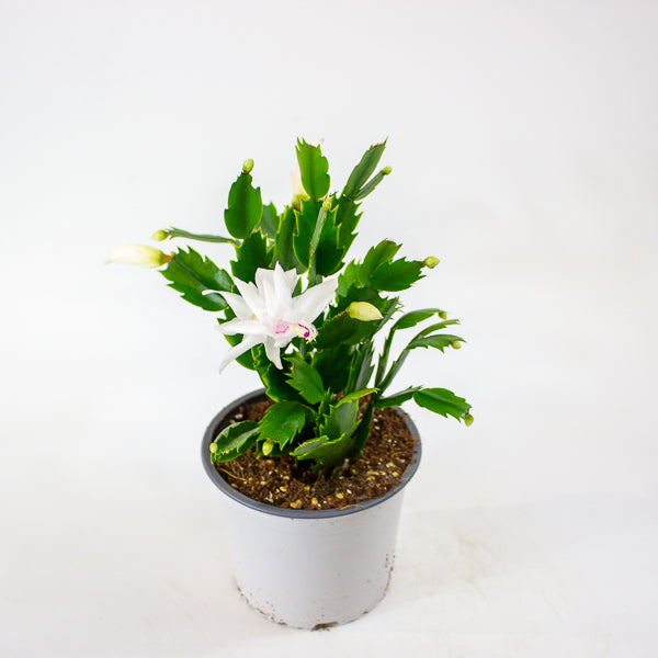 Schlumbergera gaertneri 12cm H28cm