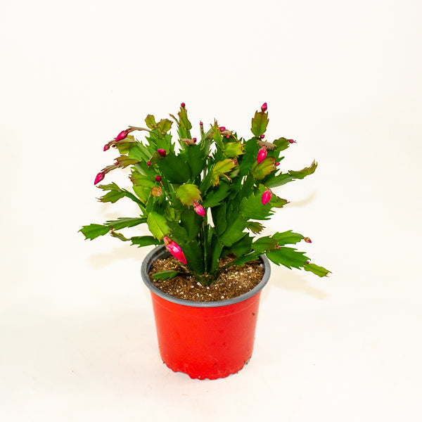 Schlumbergera gaertneri 12cm H28cm