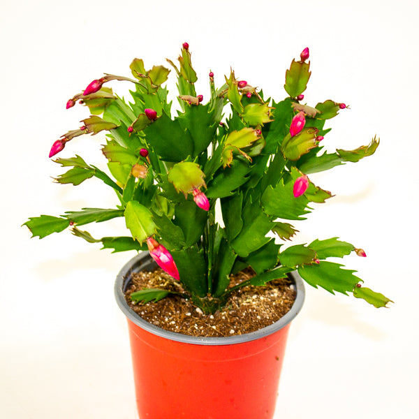 Schlumbergera gaertneri 12cm H28cm