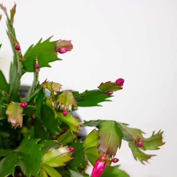 Schlumbergera gaertneri 12cm H28cm