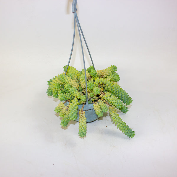 Sedum burrito 14cm H20cm