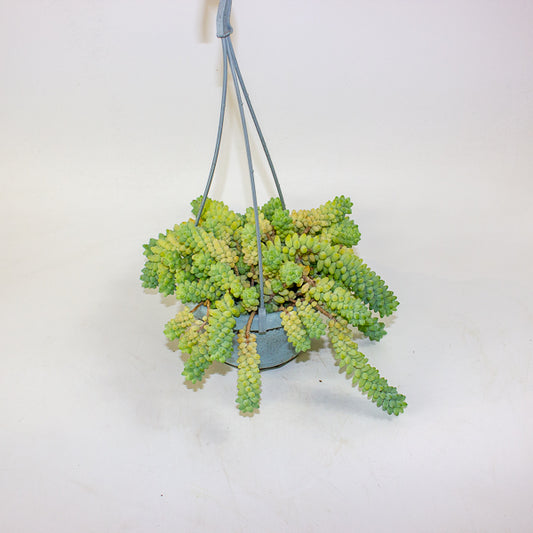 Sedum burrito 14cm H20cm