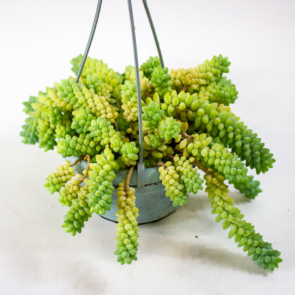 Sedum burrito 14cm H20cm