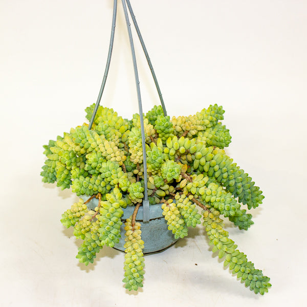 Sedum burrito 14cm H20cm