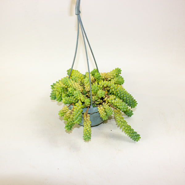 Sedum burrito 14cm H20cm