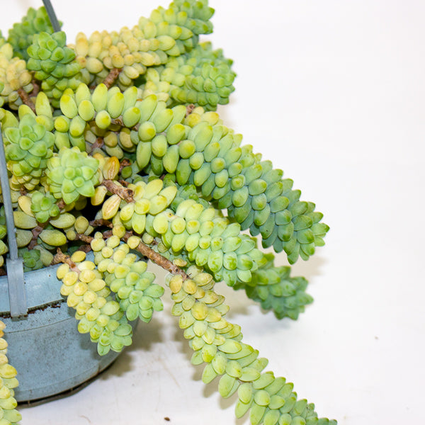 Sedum burrito 14cm H20cm