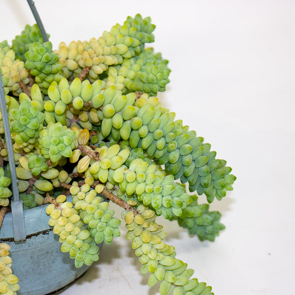 Sedum burrito 14cm H20cm