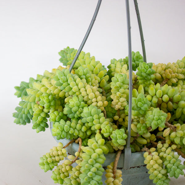 Sedum burrito 14cm H20cm