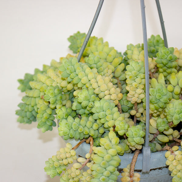 Sedum burrito 14cm H20cm