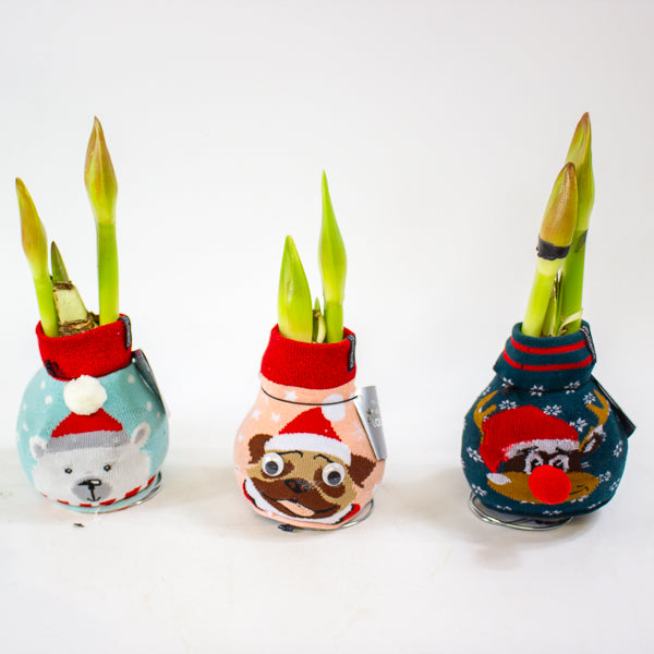 Amaryllis in wax - Fashions Silly Mix - Choose 1 from our selection