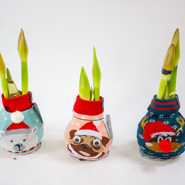 Amaryllis in wax - Fashions Silly Mix - Choose 1 from our selection