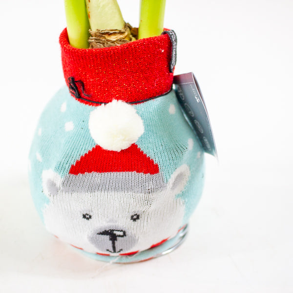 Amaryllis in wax - Fashions Silly Mix - Choose 1 from our selection