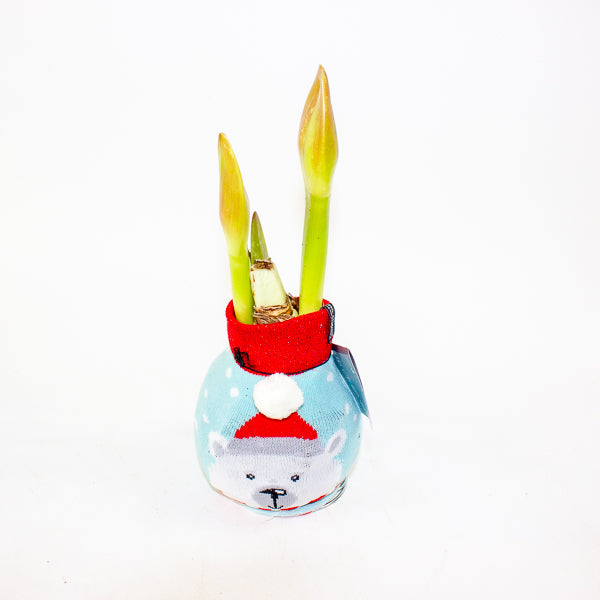 Amaryllis in wax - Fashions Silly Mix - Choose 1 from our selection