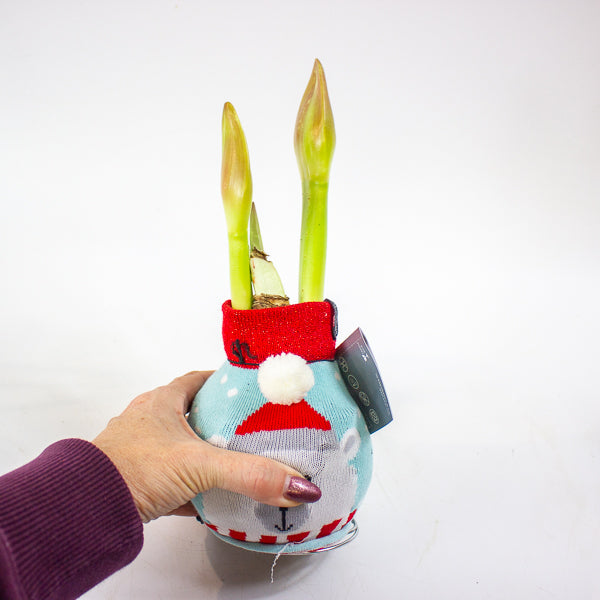 Amaryllis in wax - Fashions Silly Mix - Choose 1 from our selection