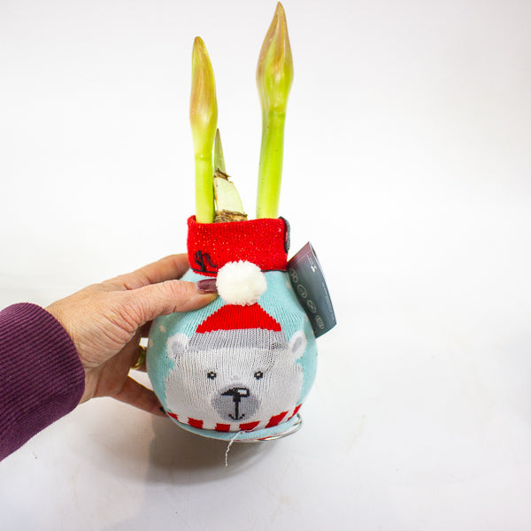 Amaryllis in wax - Fashions Silly Mix - Choose 1 from our selection