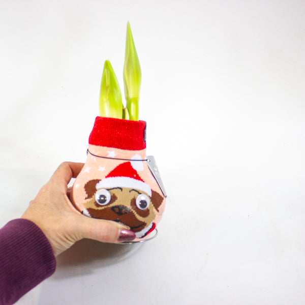 Amaryllis in wax - Fashions Silly Mix - Choose 1 from our selection