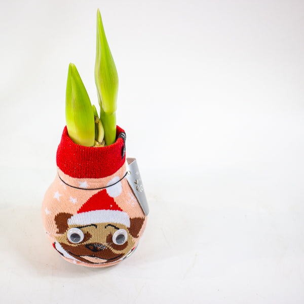 Amaryllis in wax - Fashions Silly Mix - Choose 1 from our selection