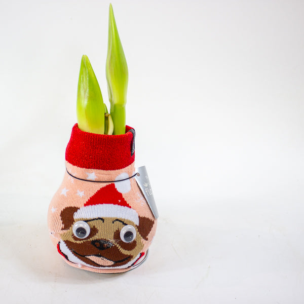 Amaryllis in wax - Fashions Silly Mix - Choose 1 from our selection