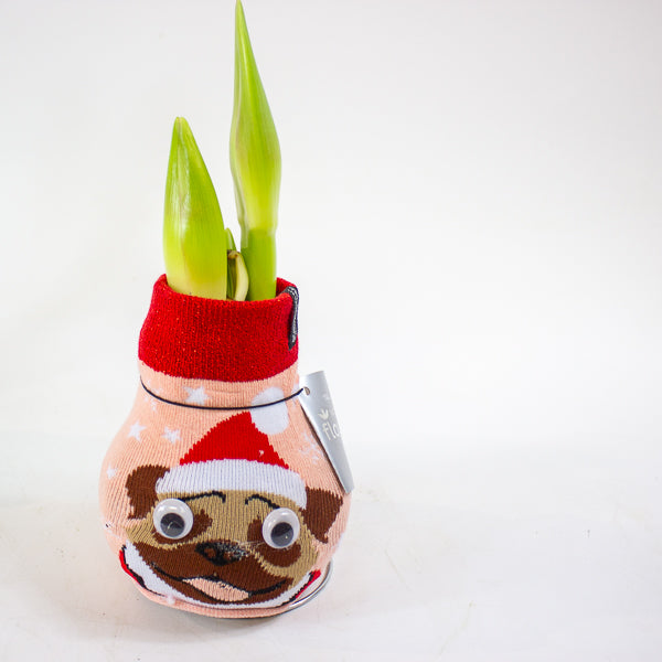 Amaryllis in wax - Fashions Silly Mix - Choose 1 from our selection