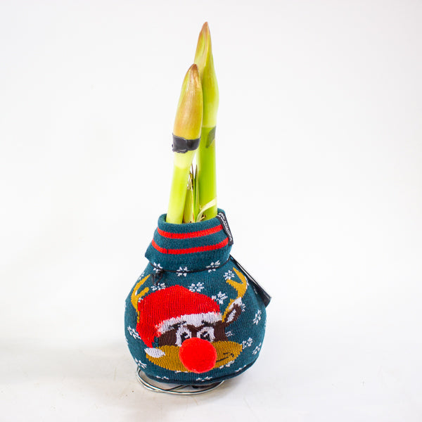 Amaryllis in wax - Fashions Silly Mix - Choose 1 from our selection