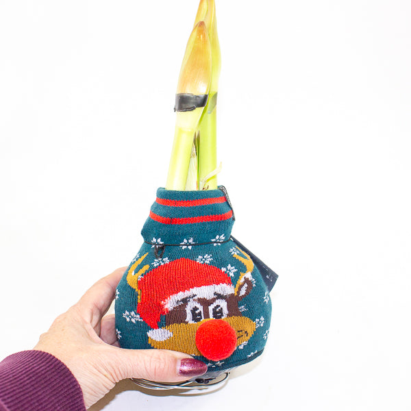 Amaryllis in wax - Fashions Silly Mix - Choose 1 from our selection