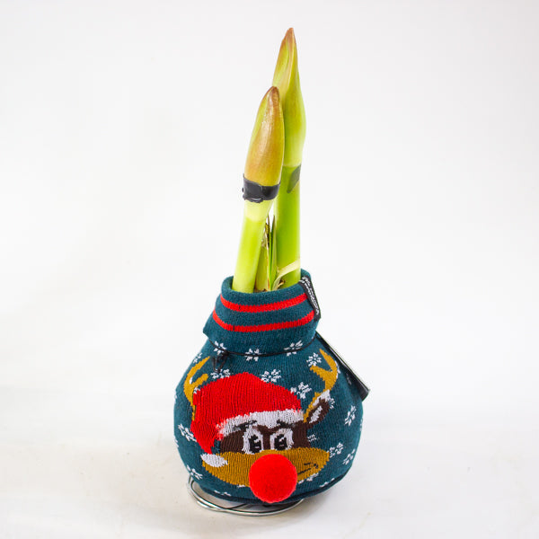 Amaryllis in wax - Fashions Silly Mix - Choose 1 from our selection