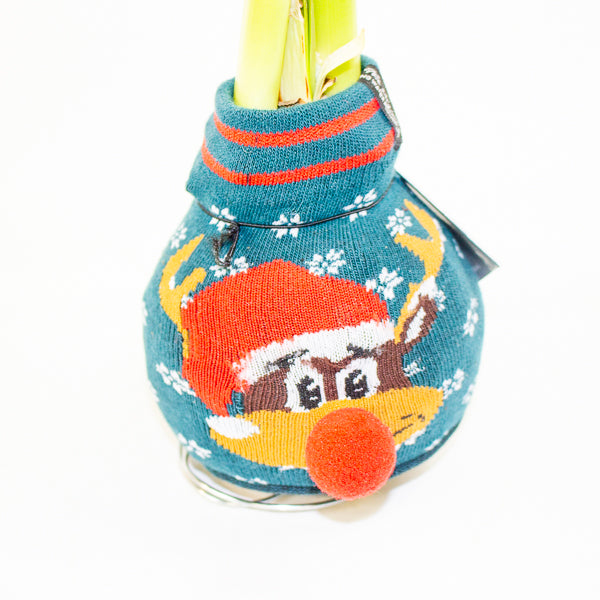 Amaryllis in wax - Fashions Silly Mix - Choose 1 from our selection