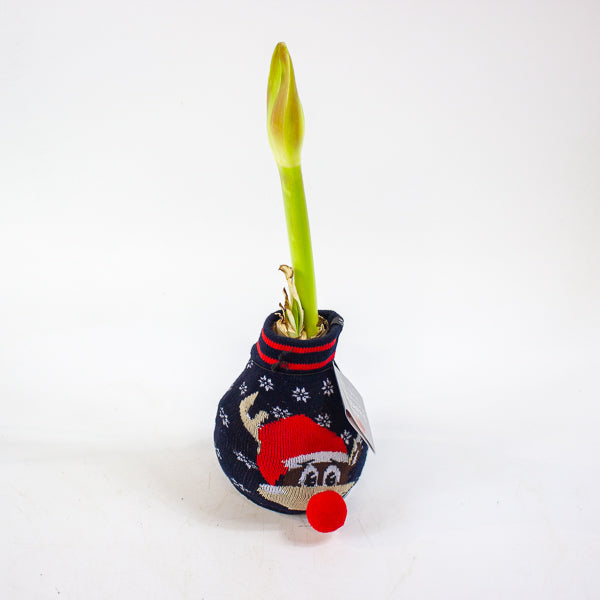 Amaryllis in wax - Fashions Silly Mix - Choose 1 from our selection